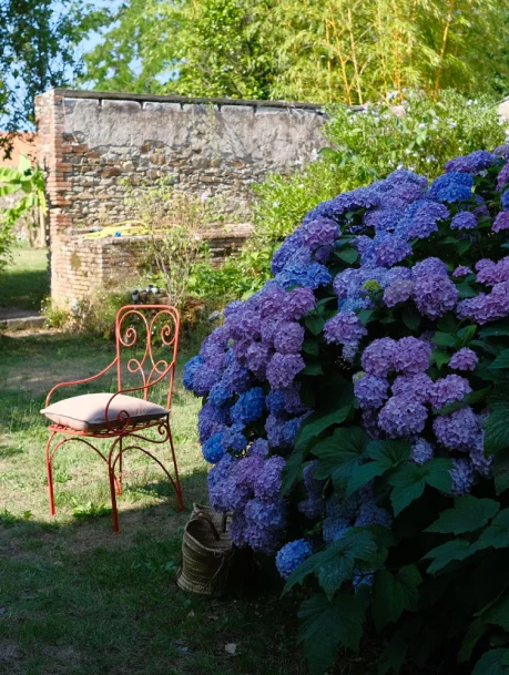 photo des fleurs du jardin